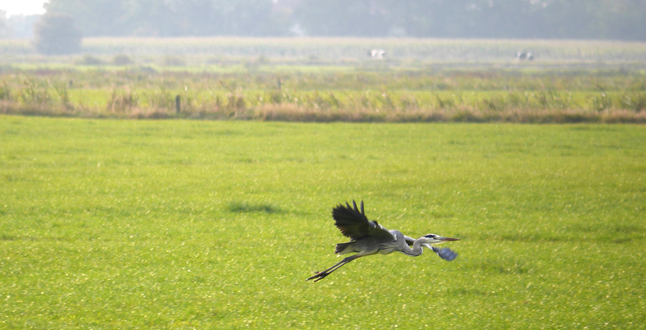 Graureiher (Ardea cinerea)