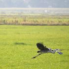 Graureiher (Ardea cinerea)