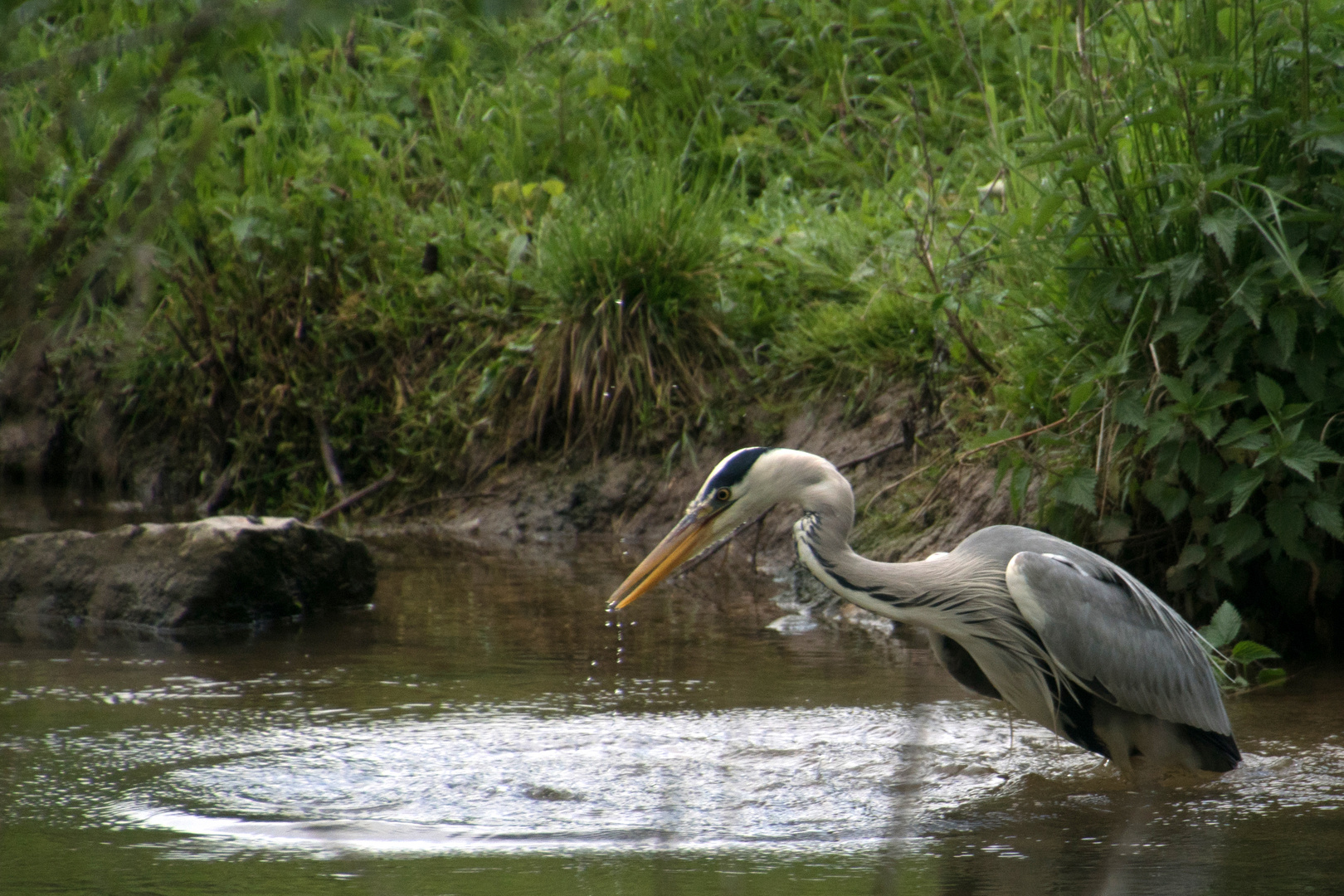 Graureiher ( Ardea cinerea ) beim Fischfang