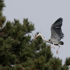 Graureiher Ardea cinerea beim Nestbau!