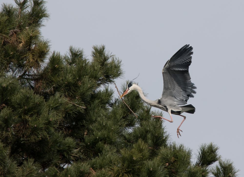 Graureiher Ardea cinerea beim Nestbau!