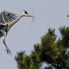 Graureiher Ardea cinerea beim Nestbau!