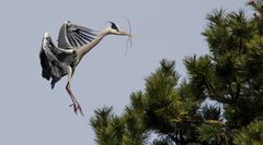 Graureiher Ardea cinerea beim Nestbau!