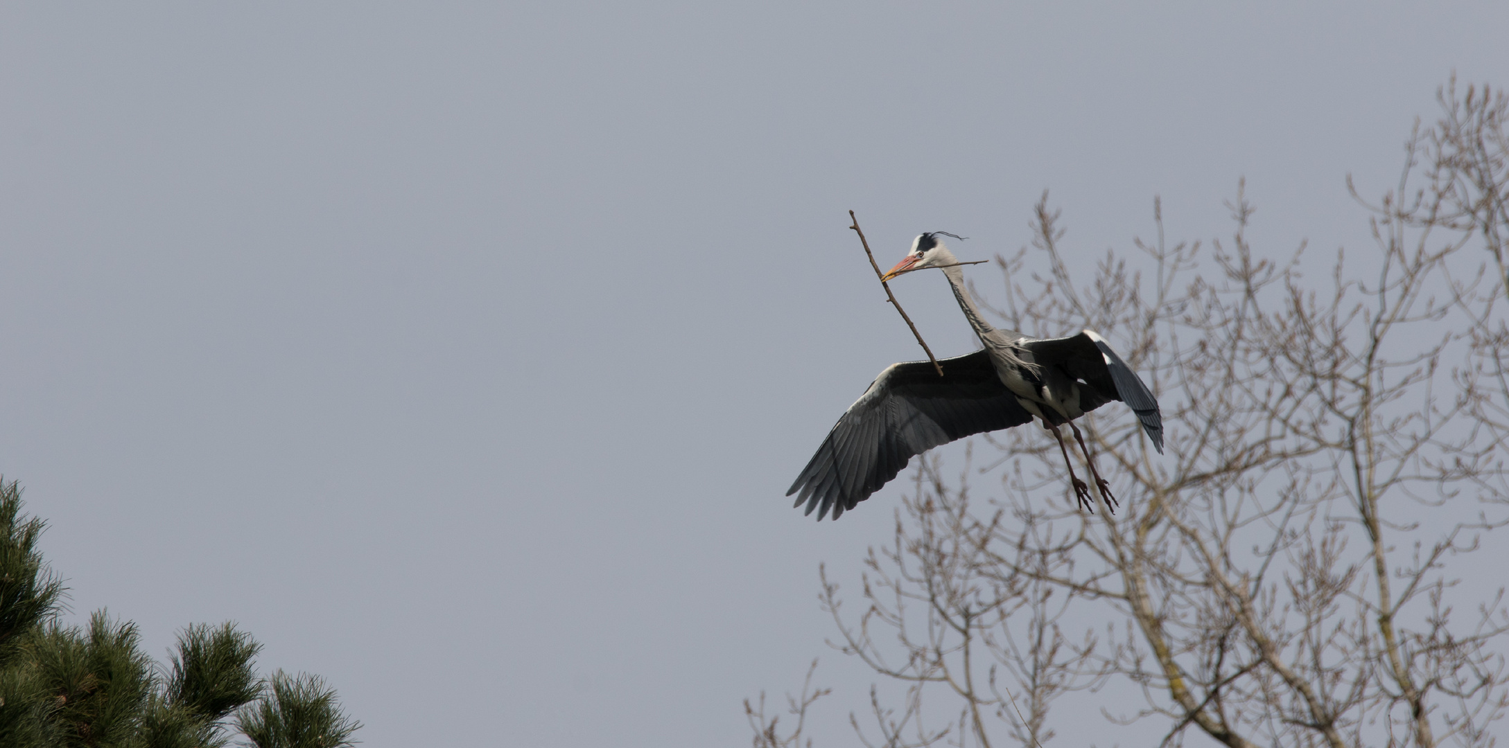 Graureiher Ardea cinerea beim Nestbau!