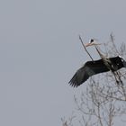 Graureiher Ardea cinerea beim Nestbau!