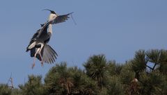 Graureiher Ardea cinerea beim Nestbau!