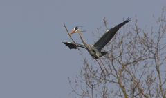 Graureiher Ardea cinerea beim Nestbau!