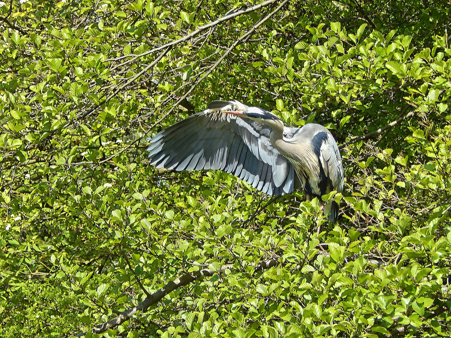 Graureiher (Ardea cinerea)