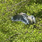 Graureiher (Ardea cinerea)