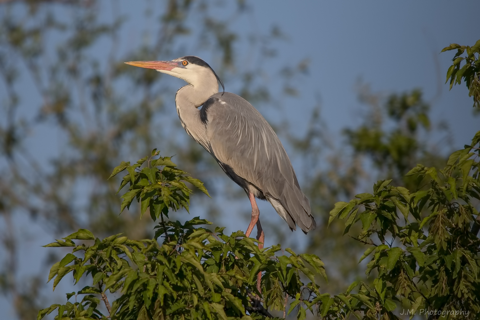 Graureiher (Ardea cinerea) 