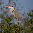 Graureiher (Ardea cinerea) 