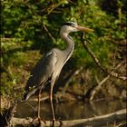 Graureiher (Ardea cinerea)