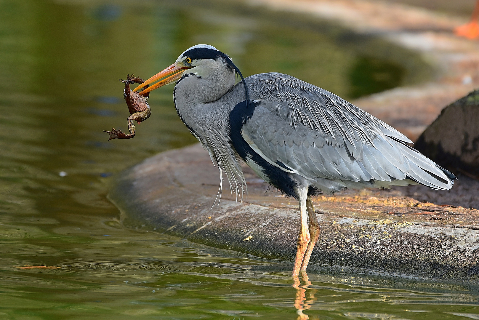 Graureiher (Ardea cinerea)