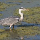 Graureiher (Ardea cinerea)