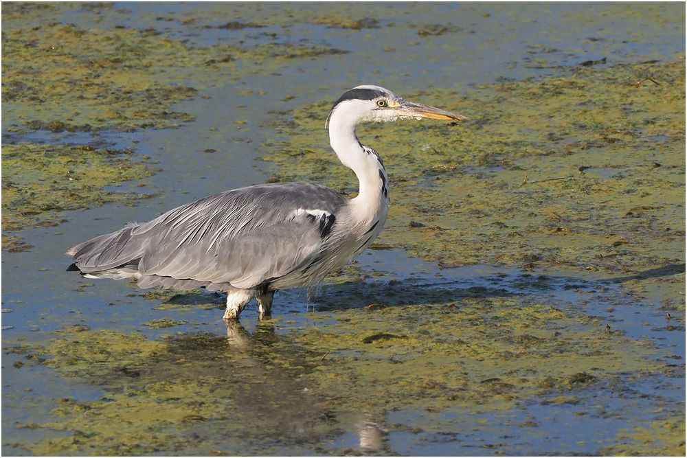 Graureiher (Ardea cinerea)