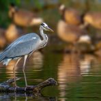 Graureiher (Ardea cinerea)