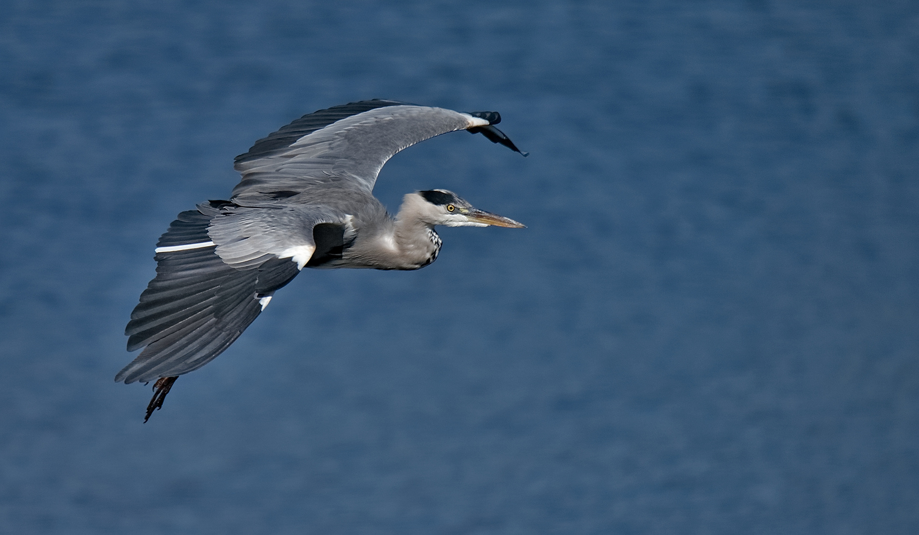  Graureiher (Ardea cinerea)