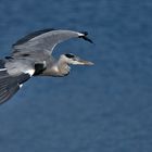  Graureiher (Ardea cinerea)