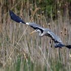  Graureiher (Ardea cinerea)