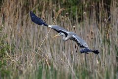  Graureiher (Ardea cinerea)