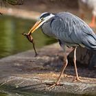 Graureiher (Ardea cinerea)