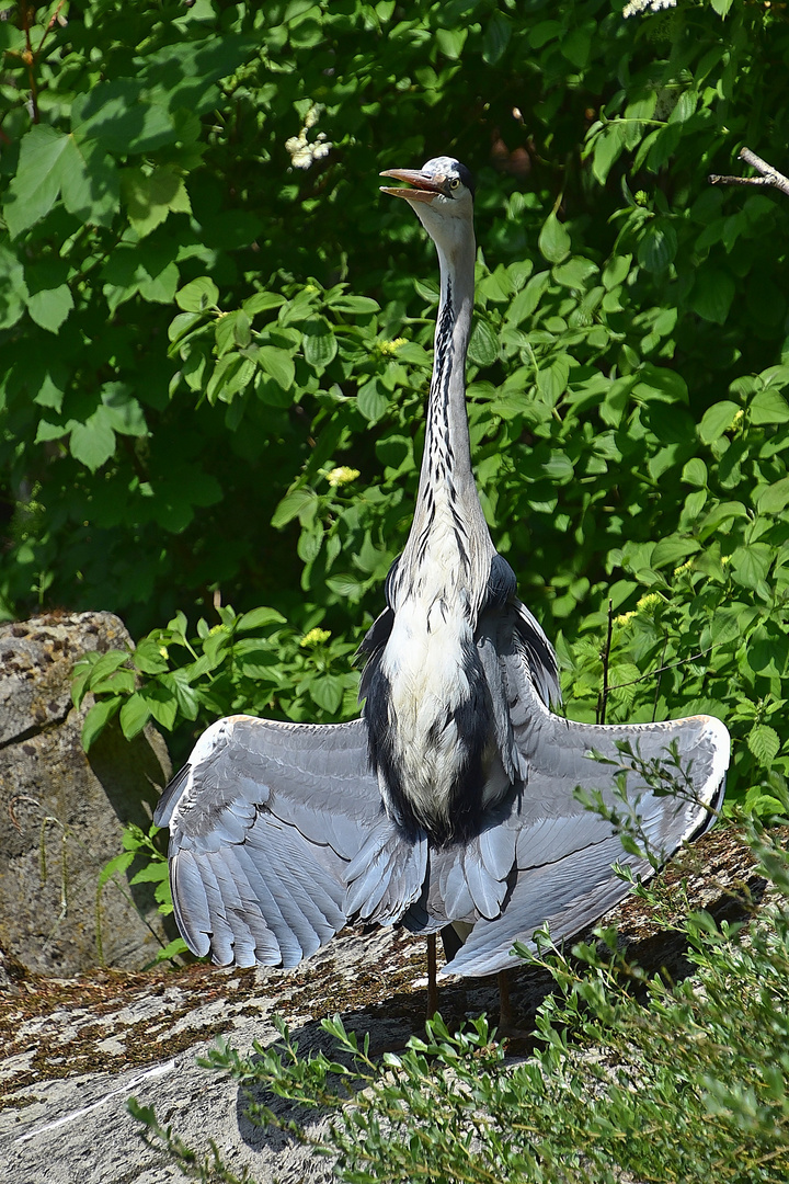 Graureiher (Ardea cinerea)