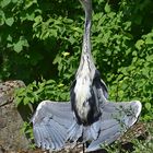 Graureiher (Ardea cinerea)