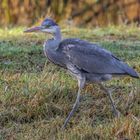 Graureiher (Ardea cinerea)