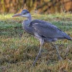 Graureiher (Ardea cinerea)