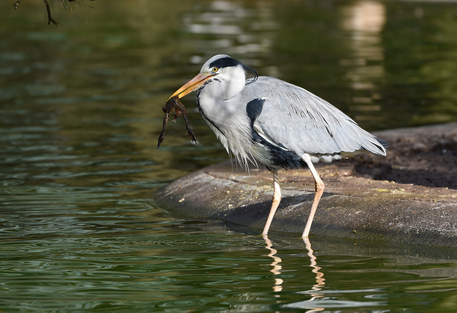 Graureiher (Ardea cinerea)