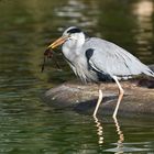 Graureiher (Ardea cinerea)