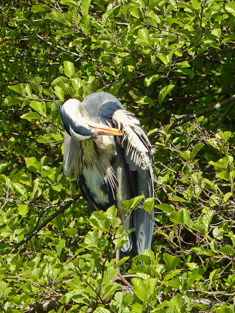 Graureiher (Ardea cinerea)