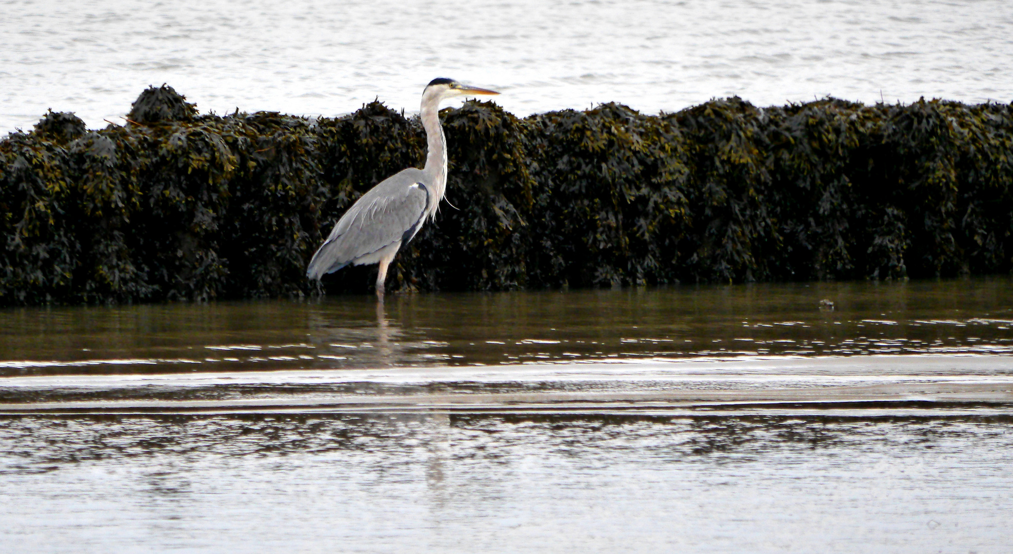 Graureiher (Ardea cinerea)...