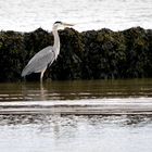 Graureiher (Ardea cinerea)...