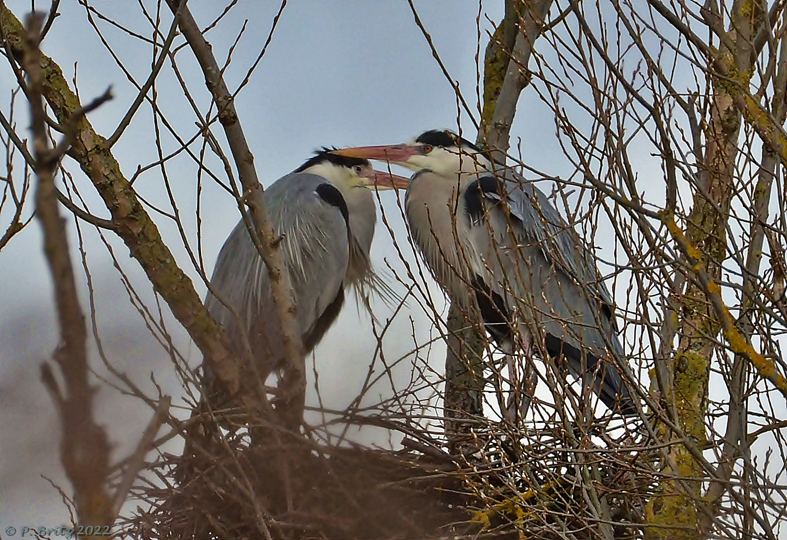 Graureiher (Ardea cinerea)