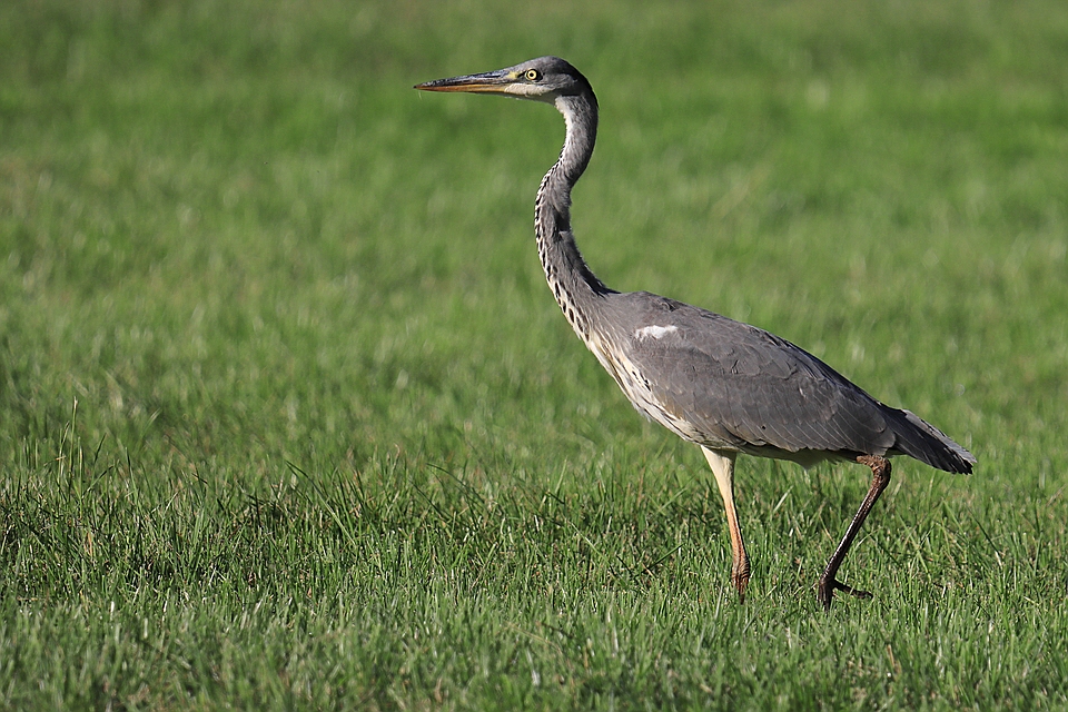 Graureiher - Ardea cinerea