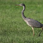 Graureiher - Ardea cinerea