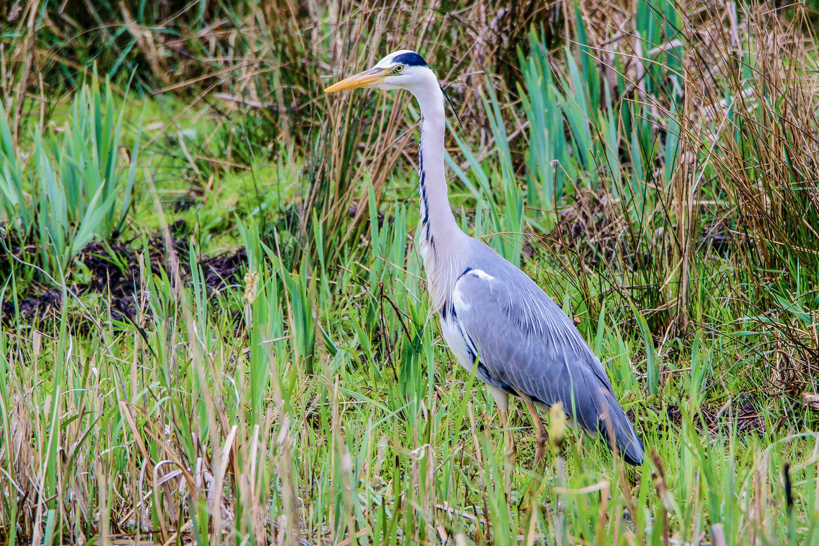 Graureiher (Ardea cinerea)