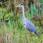 Graureiher (Ardea cinerea)