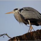 Graureiher (Ardea cinerea)