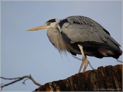 Graureiher (Ardea cinerea)