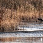 Graureiher (Ardea cinerea)