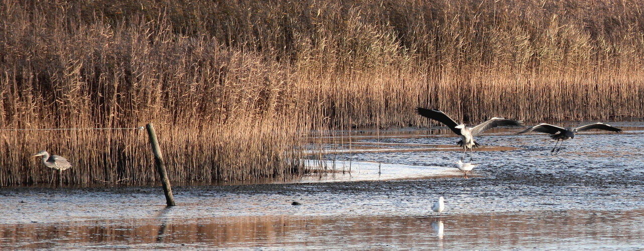 Graureiher (Ardea cinerea)