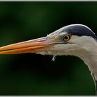 Graureiher (Ardea cinerea)