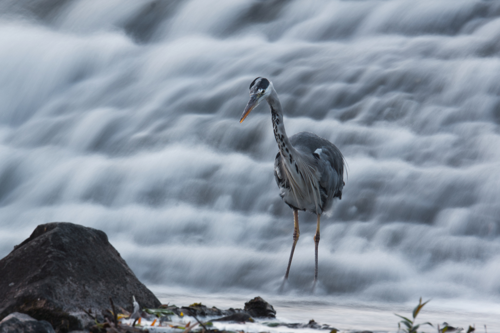 Graureiher (Ardea cinerea)