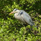 Graureiher (Ardea cinerea)