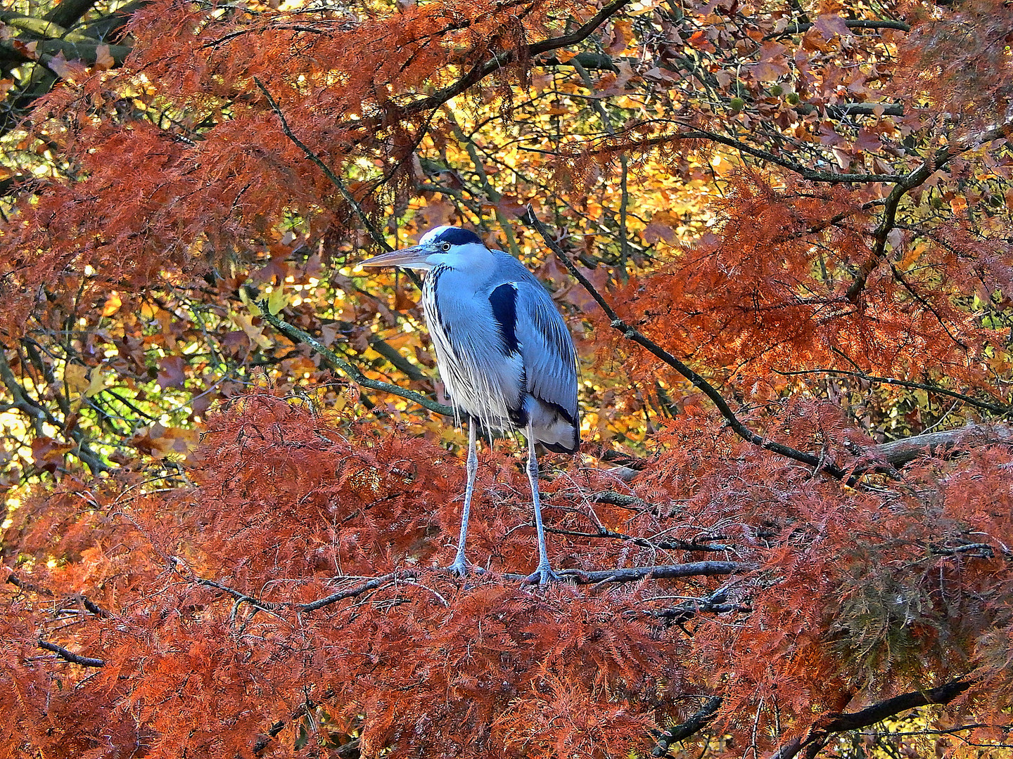 Graureiher (Ardea cinerea)