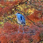 Graureiher (Ardea cinerea)