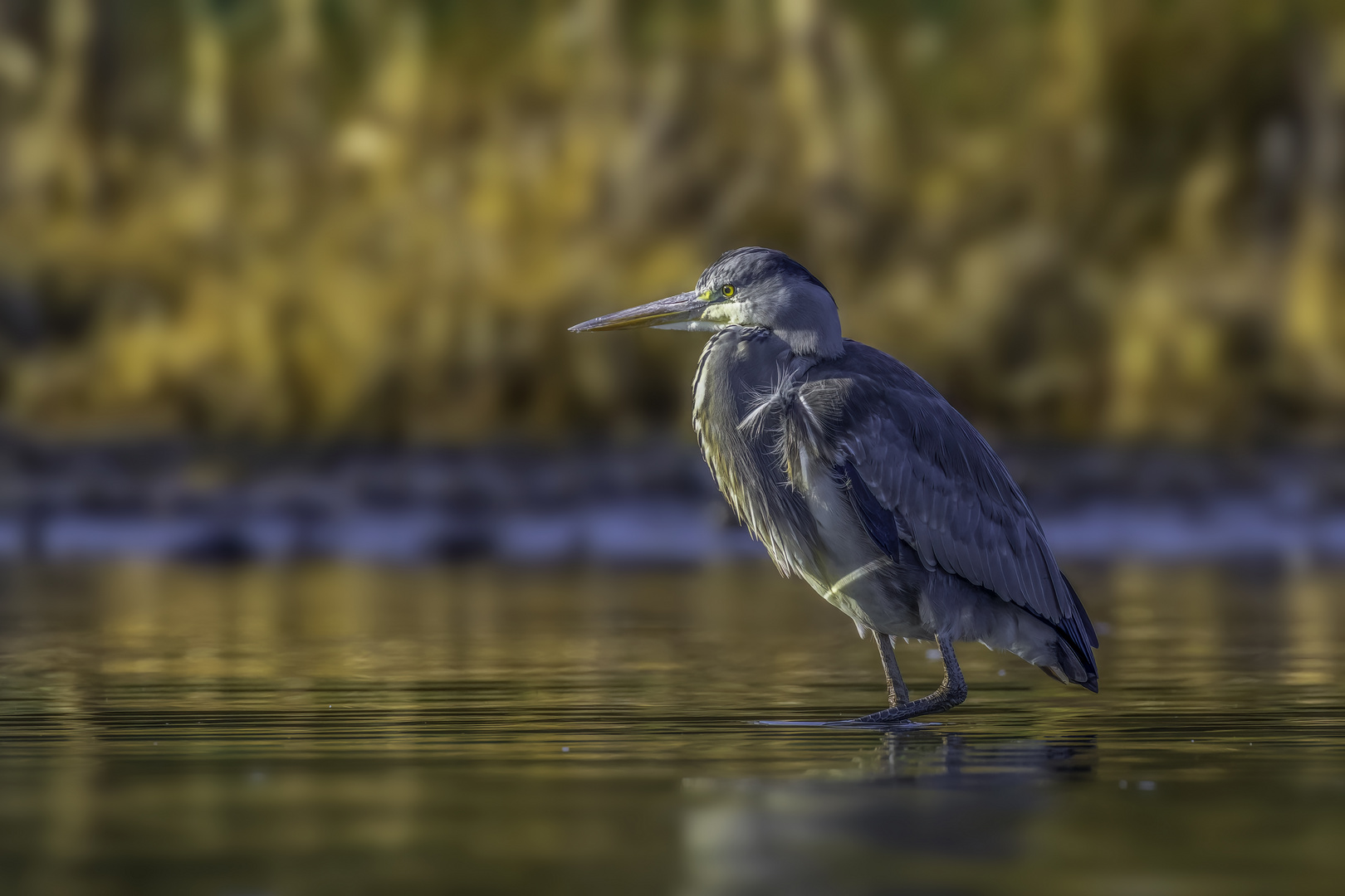 Graureiher (Ardea cinerea)