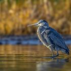 Graureiher (Ardea cinerea)